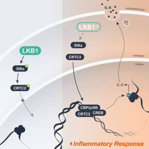 Targeting uncontrolled inflammation may hold the key to treating therapy-resistant cancers