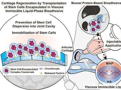 Researchers develop stem cell adhesive for arthritis treatment using mussel adhesion protein