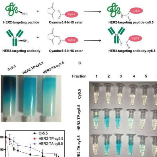 A HER2-targeting peptide drug conjugate with better penetrability for effective breast cancer therapy