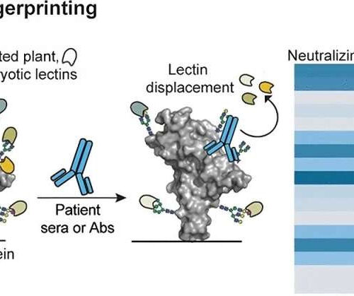 Chemists’ technique reveals whether antibodies neutralize SARS-CoV-2