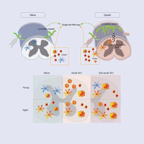 Immune system discovery could lead to better spinal injury treatments