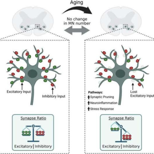 Old motor neurons don’t die, scientists discover—they just slow down