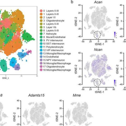 Mimicking brain plasticity in children to control post-traumatic stress