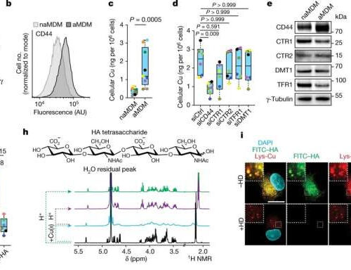 Inflammation and cancer: Identifying the role of copper paves the way for new therapeutic applications