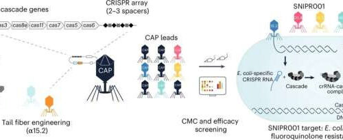 Scientists create the first CRISPR-based drug candidate targeting the microbiome