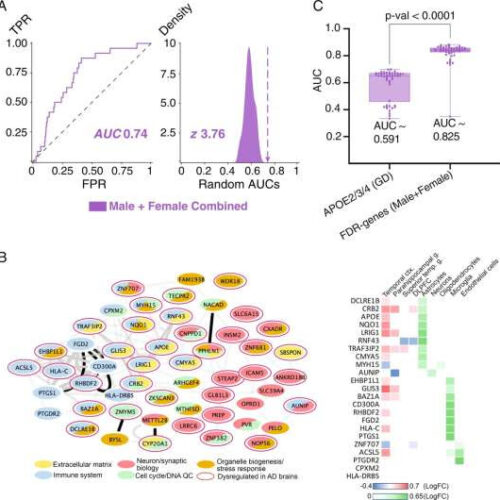 Machine-learning program reveals genes responsible for sex-specific differences in Alzheimer’s disease progression