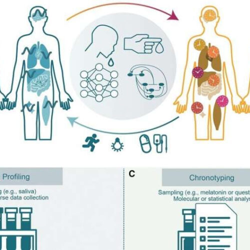 Team develops a non-invasive method for profiling a person’s unique circadian rhythm