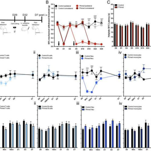 Possible association found between neutrophil migration into sensory ganglia and fibromyalgia pain