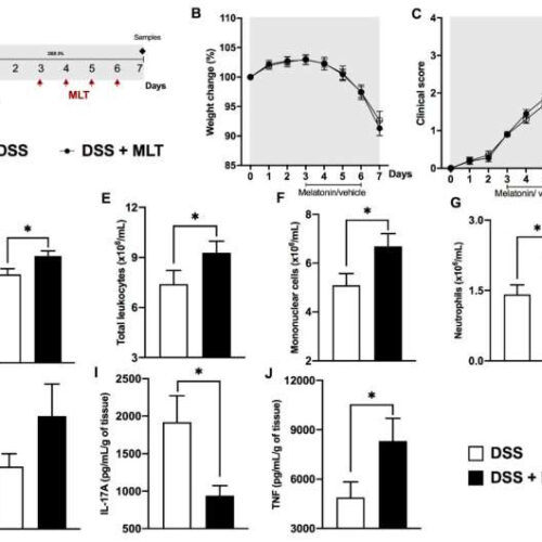 Study shows melatonin, commonly used to improve sleep, can aggravate bowel inflammation