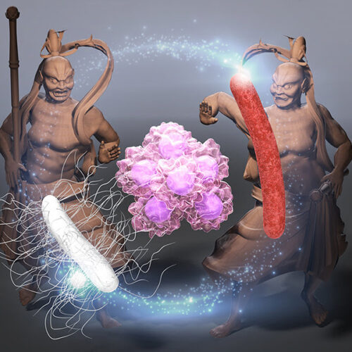 Intratumoral Bacteria as an Injectable Anti-Cancer Treatment