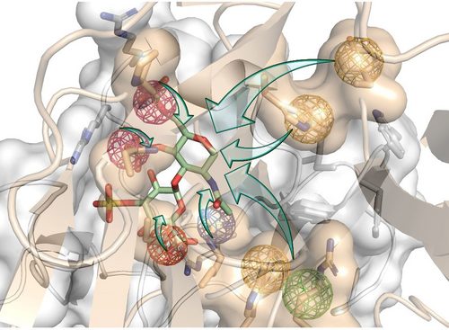 A sweet solution to a cracking problem: Scientists design new bio-inspired molecules to promote bone regeneration