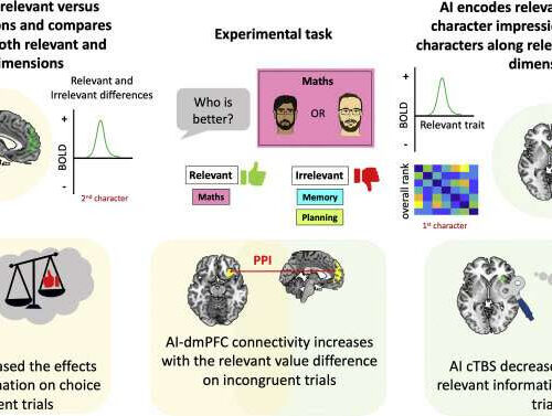 A neural pathway involved in separating and selectively sorting through social information