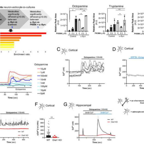 Understanding the role of octopamine in neurodegeneration