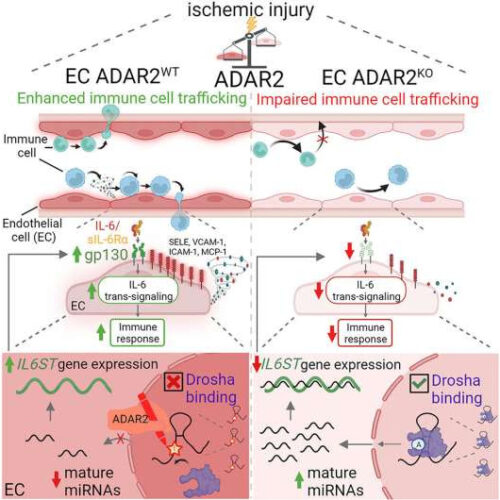 RNA editing guides immune cells to areas of tissue injury