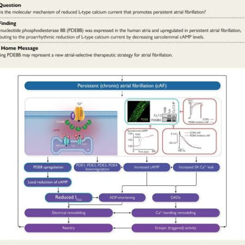 Atrial fibrillation: Targeted drug therapy approach discovered for the first time