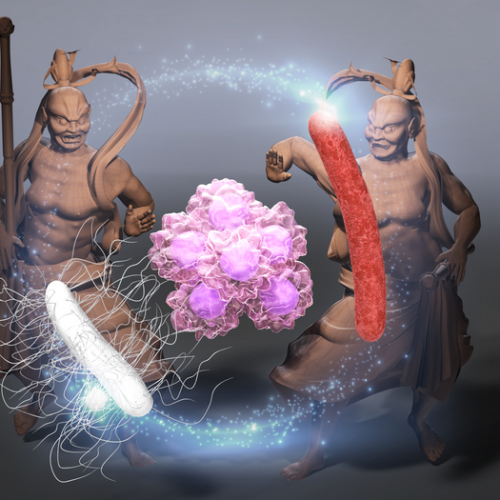 Researchers show that using a tumor’s own bacteria is a promising anticancer therapy