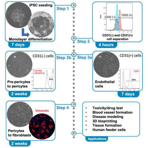 Scientists publish recipe for making blood vessel cells from patient stem cells