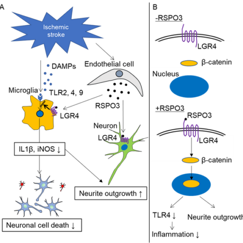 A potential pathway to improved stroke recovery