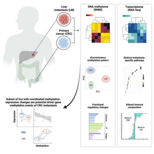 DNA discovery may assist in fight against aggressive cancer