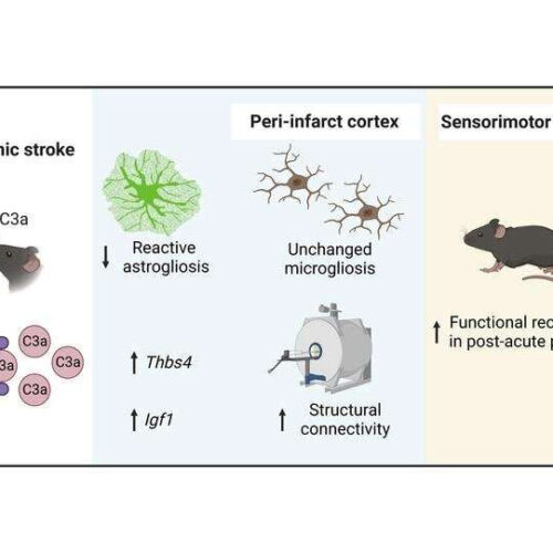 Experimental findings bring hope for faster and better recovery after stroke