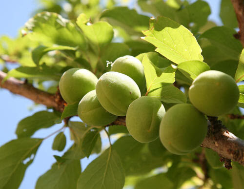 Japanese Plum Juice Concentrate Improves Cardiovascular Health