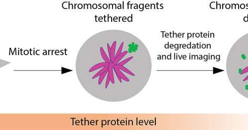 Tethering of shattered chromosomal fragments paves way for new cancer therapies