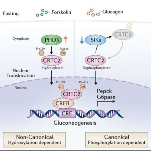 Researchers identify novel mechanism of hepatic gluconeogenesis via PHD3-mediated hydroxylation of CRTC2