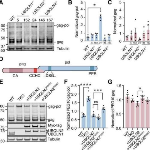 Remnants of ancient virus may fuel ALS, says new research