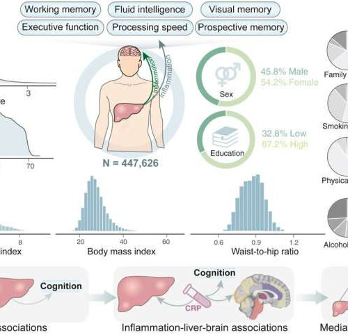 Liver fibrosis linked to reduced cognitive ability and brain volume