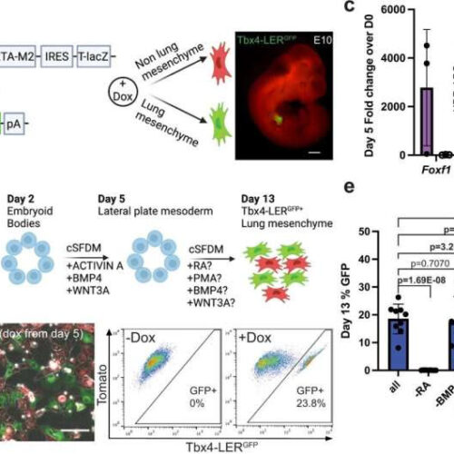 Researchers create new model of lung mesenchymal cells