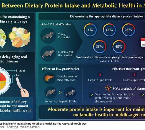 Eat right, live longer: Could a moderate protein diet be the coveted elixir of youth?