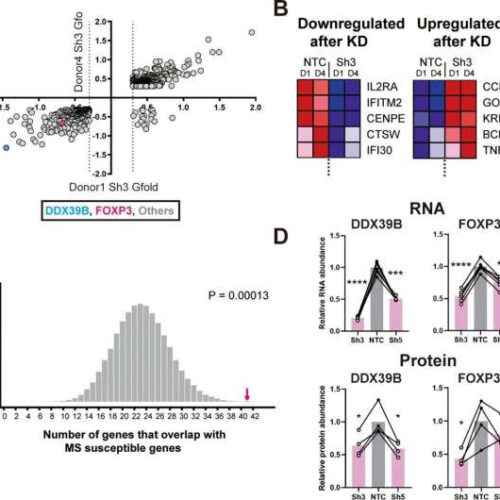 Multiple sclerosis discovery IDs key factor that shapes your risk