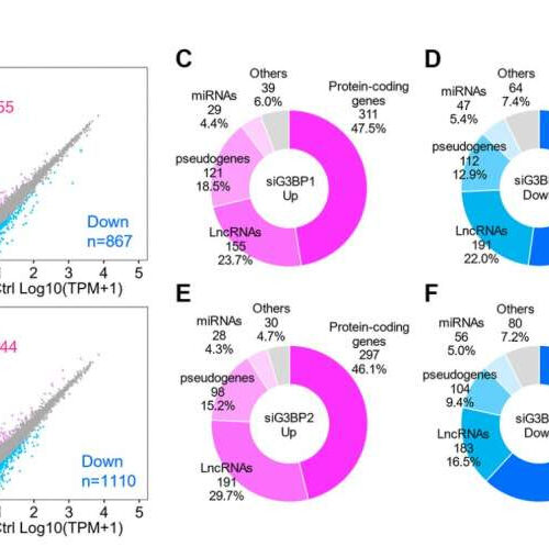 Study: Stress granules control Alzheimer’s gene transcripts and neuronal proteostasis