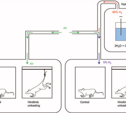 Researchers confirm the protective effect of hydrogen inhalation on declining brain function under hindlimb unloading conditions and disclose the underlying mechanism