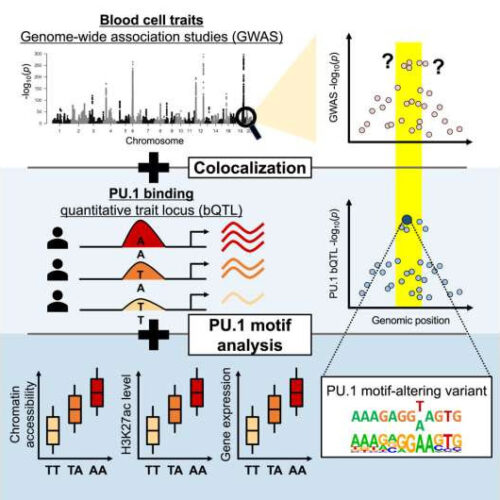 Computational method uncovers the effects of mutations in the noncoding genome