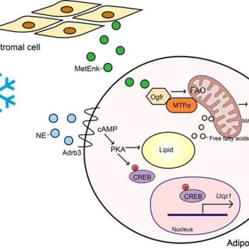 A new player unveiled for lipid oxidation