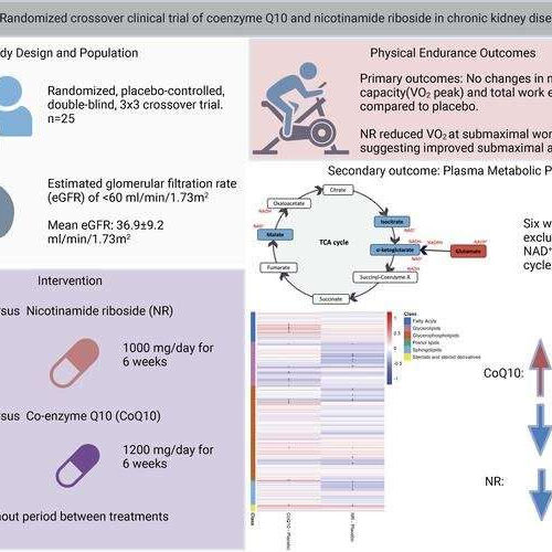 Nephrology researchers investigate treatment options for impaired physical performance in chronic kidney disease