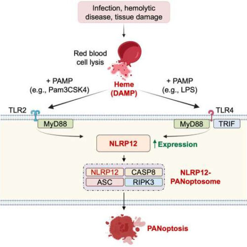 NLRP12 as a new drug target for infection, inflammation and hemolytic diseases