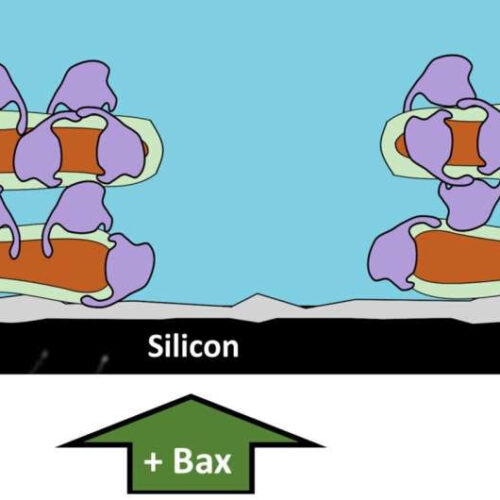 Scientists reveal new details of cellular process that prevents spread of cancer