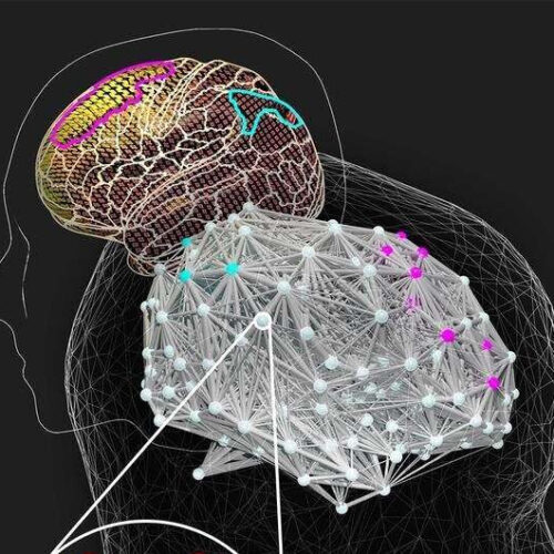 Intelligent brains take longer to solve difficult problems, shows simulation study