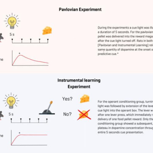 How does dopamine regulate both learning and motivation?