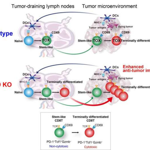 The benefits of anti-CD69 antibodies for future cancer therapies