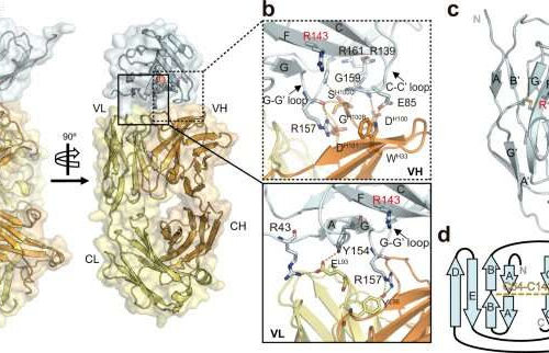 Researchers gain structural insights into the immune modulator Siglec-15 and its interaction with T cells