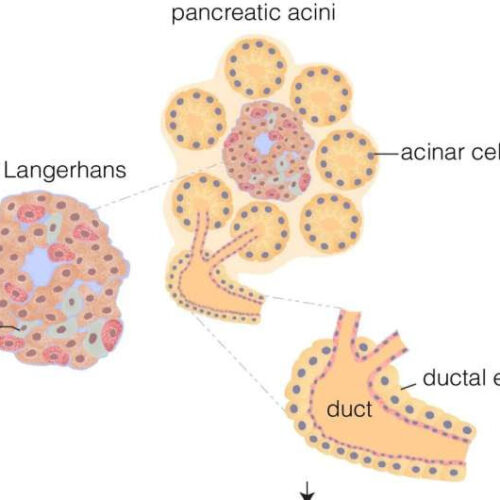 Study shows reactivation of beta-like cells in the pancreas to produce insuli