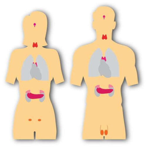 Exposure to dioxins can worsen thyroid function