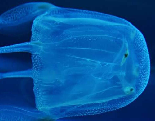 How to treat jellyfish stings: Urine not recommended