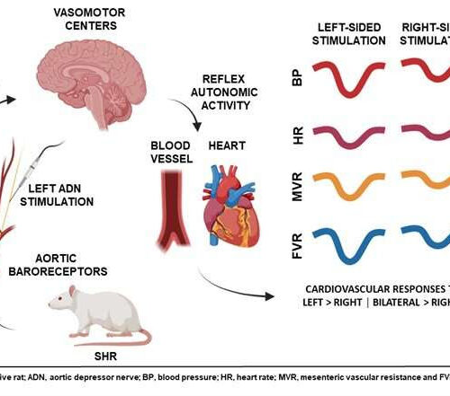 Investigating the laterality of blood pressure regulation during cardiovascular disease progression