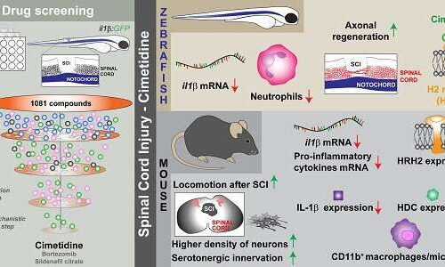 Drug discovery could aid spinal injury recovery