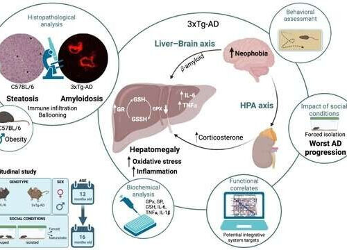 Researchers show the importance of the liver-brain axis in Alzheimer’s disease