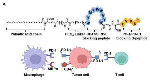 Researchers synthesize chimeric peptide that elicits antitumor activity for cancer immunotherapy